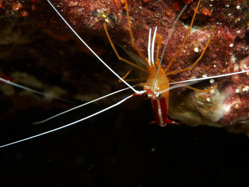 Shrimp